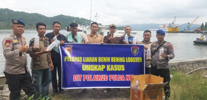 
 Ditpolairud Polda NTB Amankan Sopir Truk Pengangkut Bibit Lopster