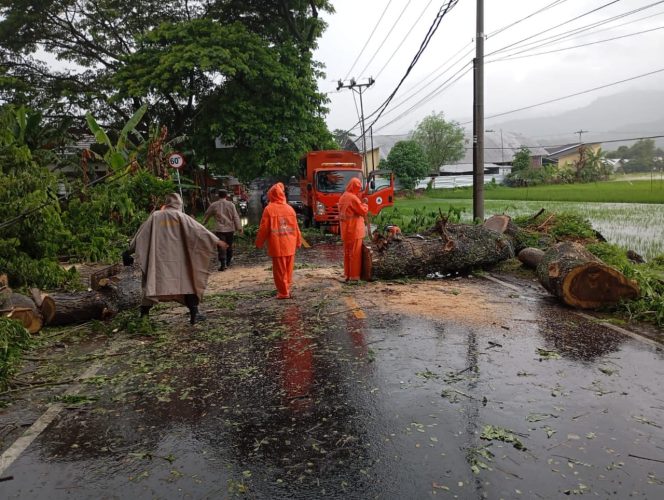 
 Hujan Deras di Lombok Utara Tumbangkan Pohon dan Ganggu Lalu Lintas